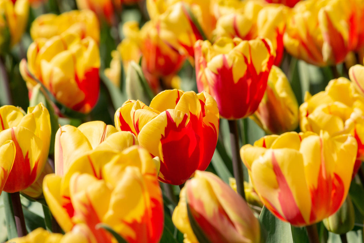 Halley's Comet Jumbo Perennial Tulip Seeds